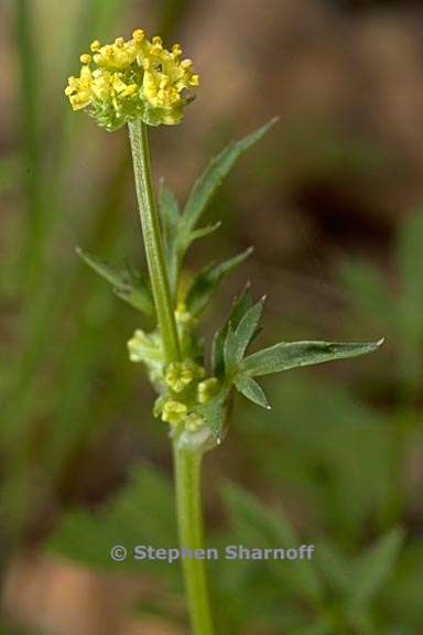 sanicula bipinnata 3 graphic